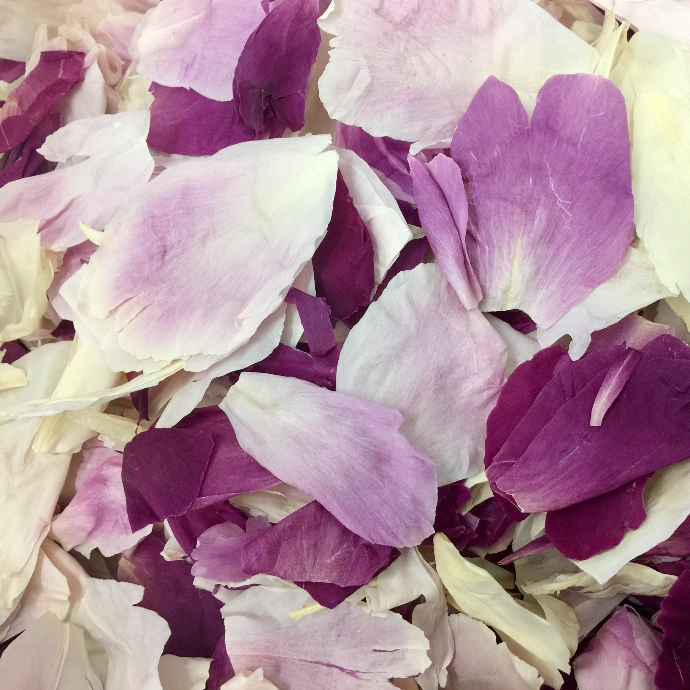 Peony Petals Seasonal